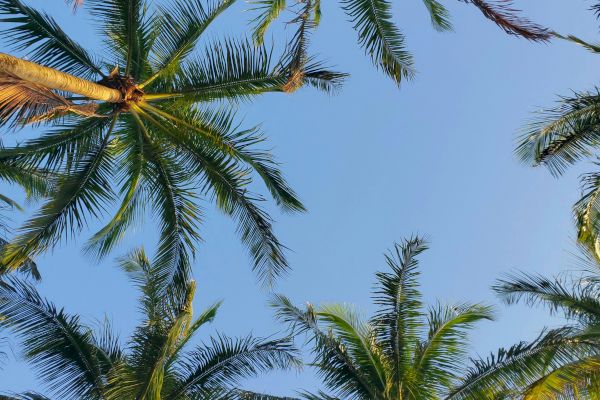 Palm trees viewed from below against a clear blue sky, with sunlight illuminating the green leaves.