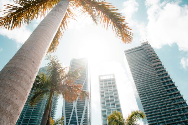 Tall palm trees with skyscrapers against a bright blue sky with scattered clouds, and sunlight peeking through the leaves.