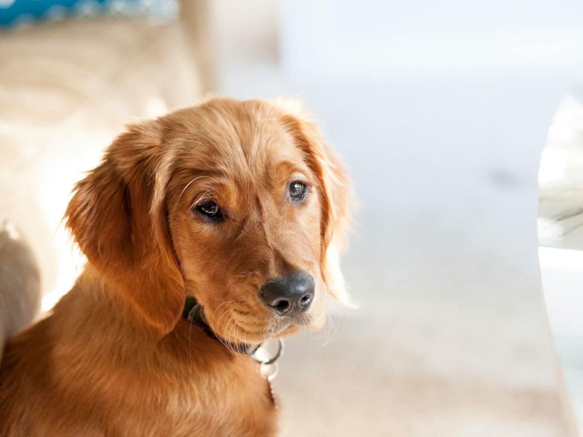 A golden retriever puppy sits indoors, looking at the camera with soft lighting and a blurred background.